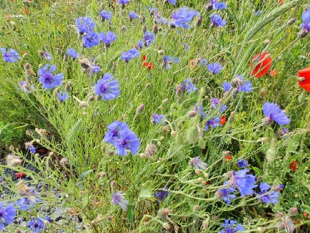 Frische Blumen gehören zum Garten für die Gesundheit