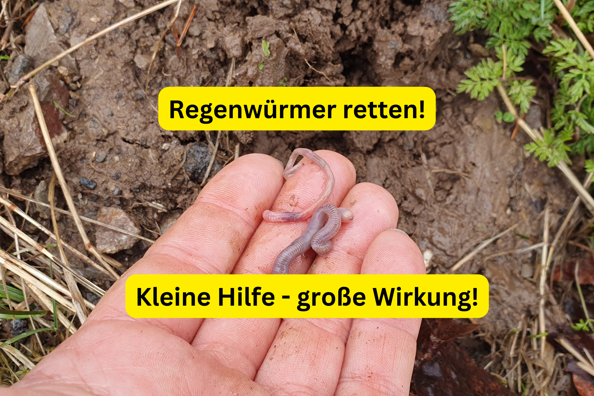 Kleine Hilfe - große Wirkung! Regenwürmer retten