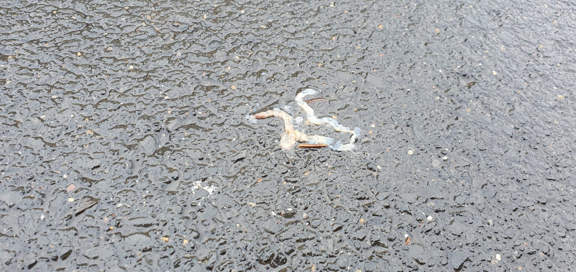 Toter Regenwurm auf Teerstrasse durch Auto